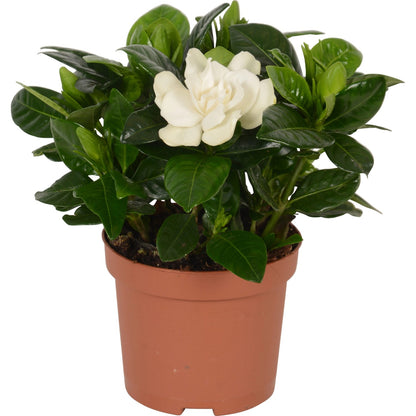 Gardenia Jasminoides with fragrant creamy-white blooms and glossy green leaves, displayed in an elegant indoor setting.