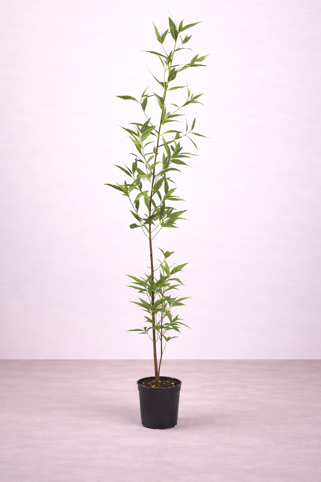 Conocarpus Plant ...