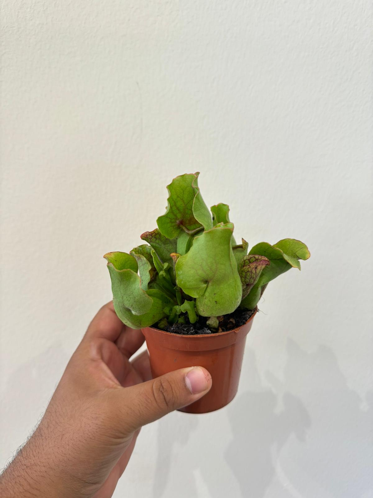 Sarracenia Plant - Insect Eating Plant - Indoor Carnivorous Plant