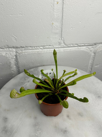 Carnivorous Plant - Insect Eating Plant - Indoor Plant