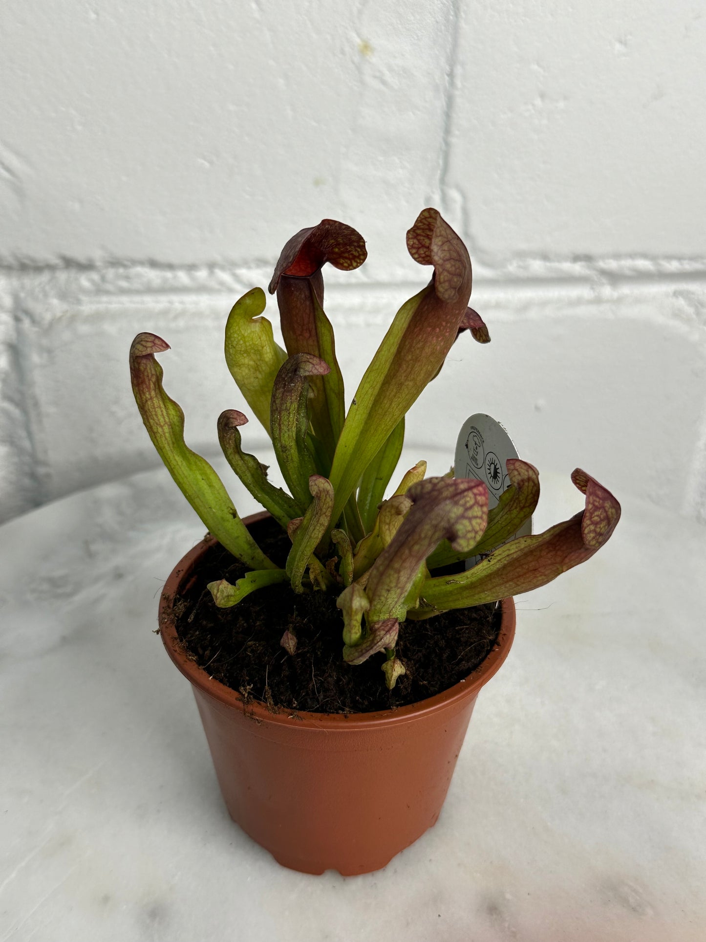 Sarracenia Plant - Insect Eating Plant - Indoor Carnivorous Plant