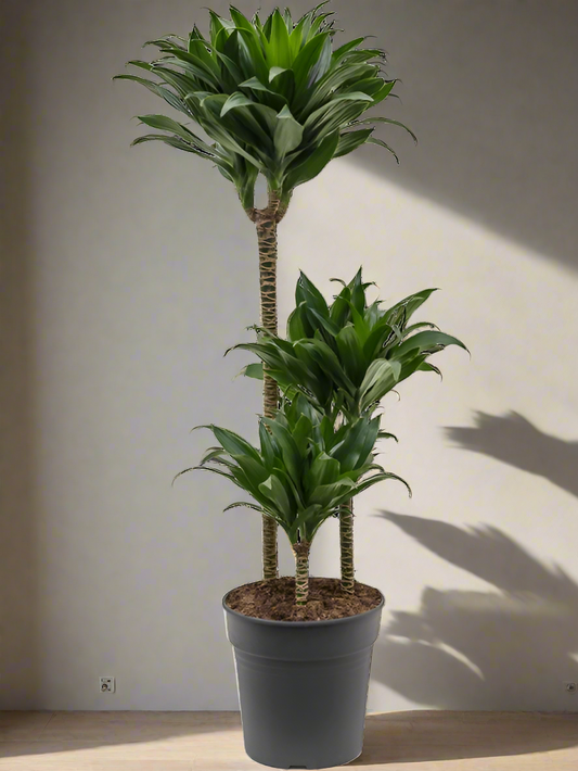 Dracaena Green Jewel 140Cm - Indoor House Plant