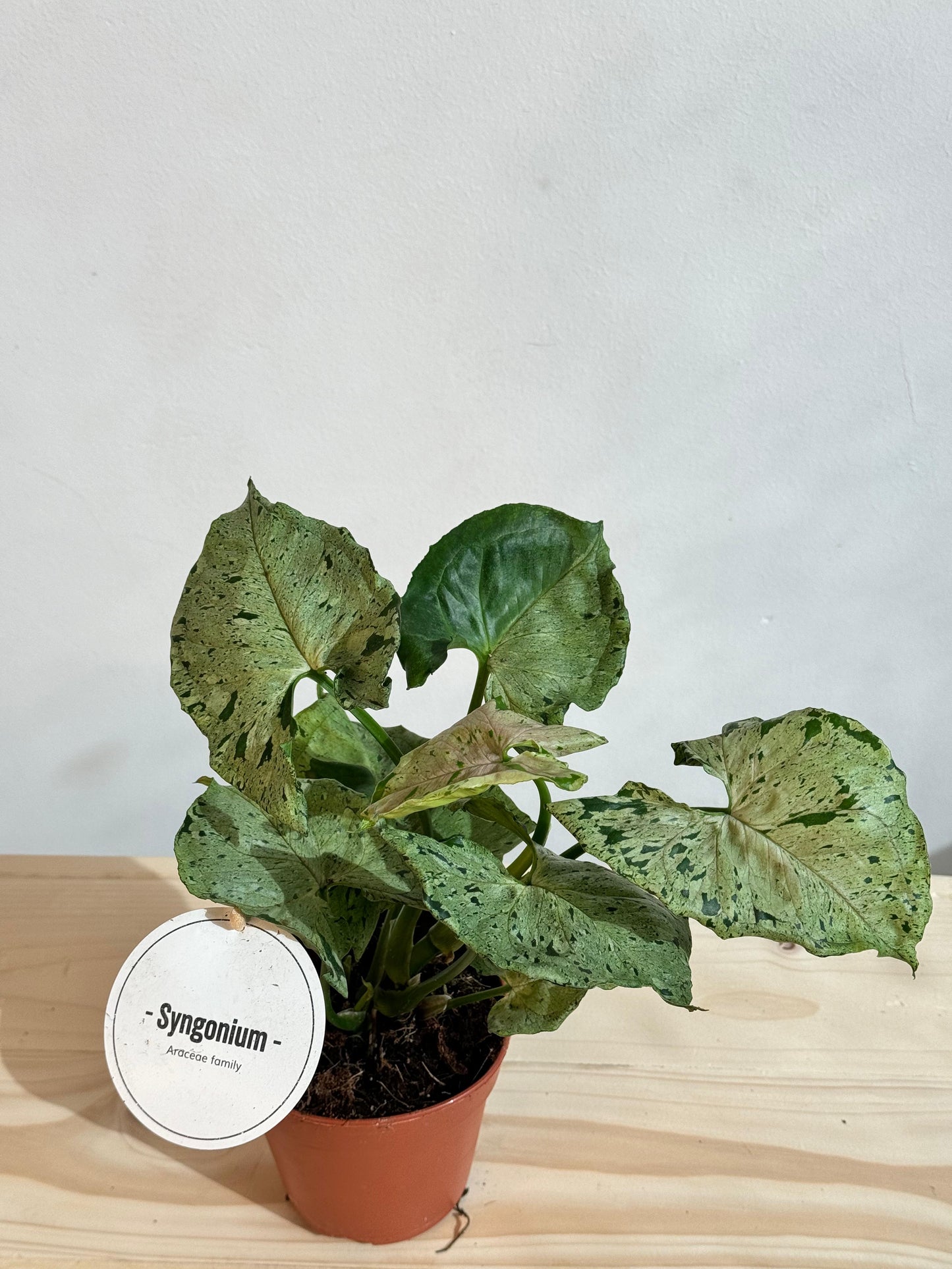 Syngonium Variegated Aurea - Rare Indoor House Plant - نبات داخلي