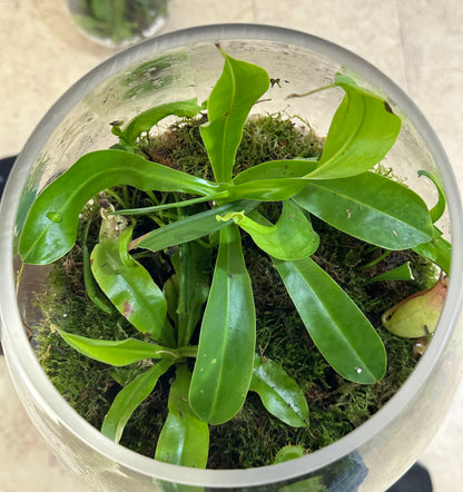 Nepenthes - Carnivorous Plant - Insect Eating Plant Terrarium