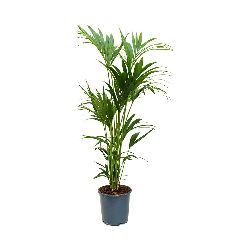 Kentia  Howea Forsteriana 140Cm - Indoor House Plant