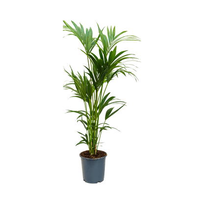 Kentia  Howea Forsteriana 140Cm - Indoor House Plant
