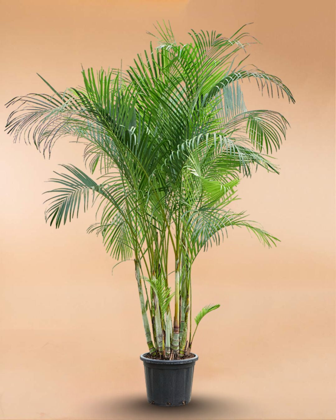 Areca Palm - Dypsis Lutescens - Indoor House Plant - نبات داخلي