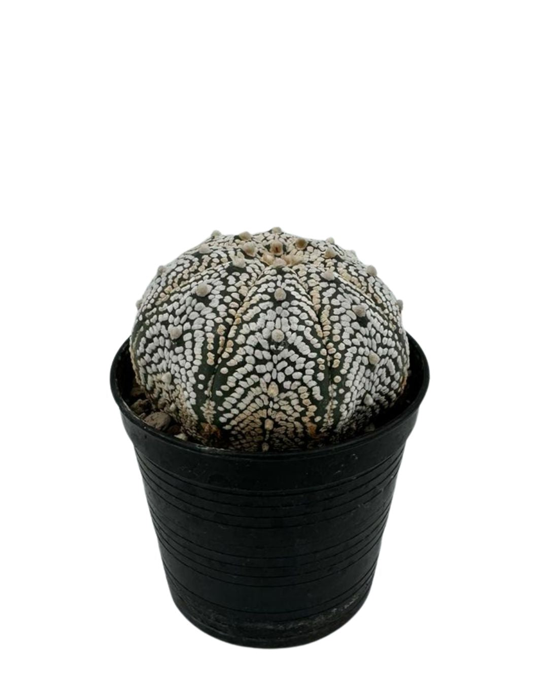 Sand Dollar Cactu...