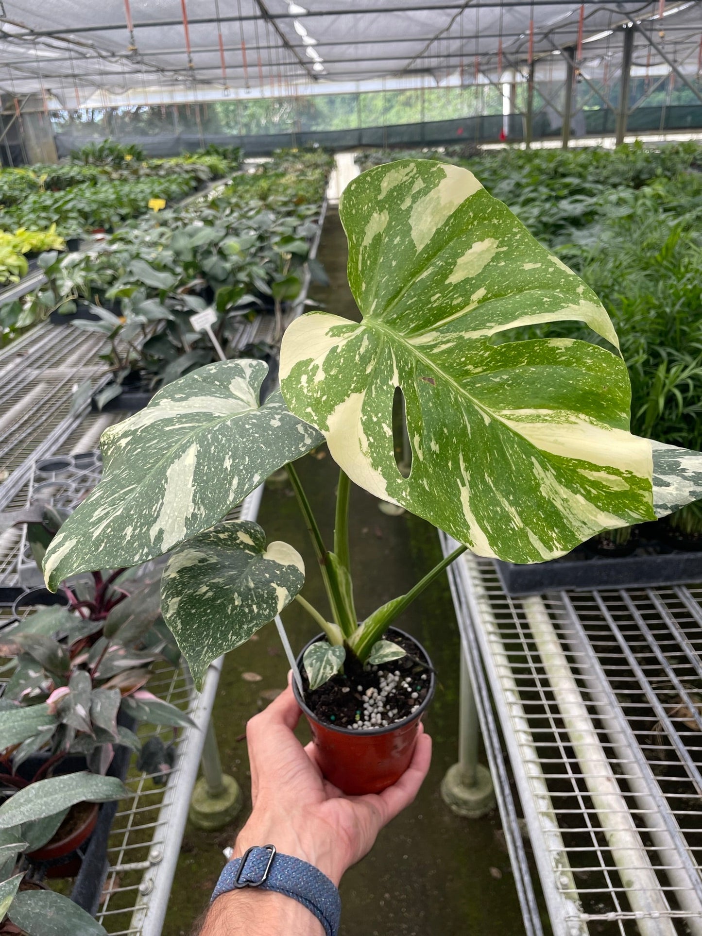 Monstera Thai Constellation - Rare Varigated Plant - Indoor Plant - نبات داخلي - نبات المونستيرا