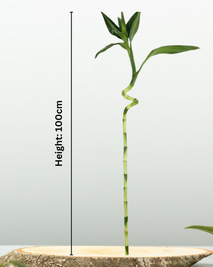 Spiral Lucky Bamboo - نبتة بامبو