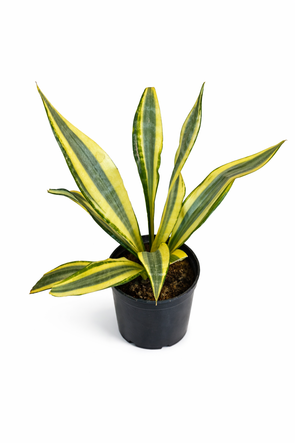 Sansevieria Aubrytiana Yellowstone – Indoor Snake Plant | نبات داخلي
