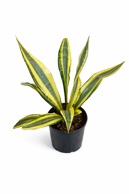 Sansevieria Aubrytiana Yellowstone – Indoor Snake Plant | نبات داخلي