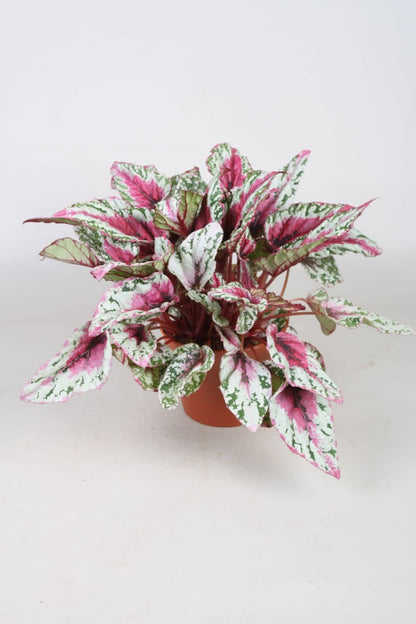 Begonia Maui Sunset - Indoor House Plant - نبات داخلي