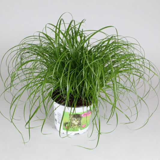 Cyperus Alternifolius Zumula - Cat Grass Plant - Indoor Plant