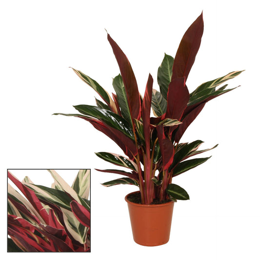 Stromanthe Sanguinea Triostar - Calathea - Indoor House Plant