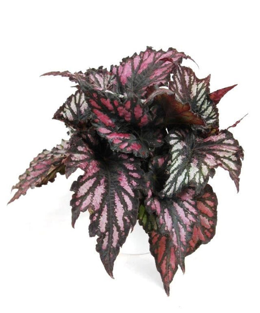 Begonia Rex Helen Teupel - Indoor House Plant - نبات داخلي