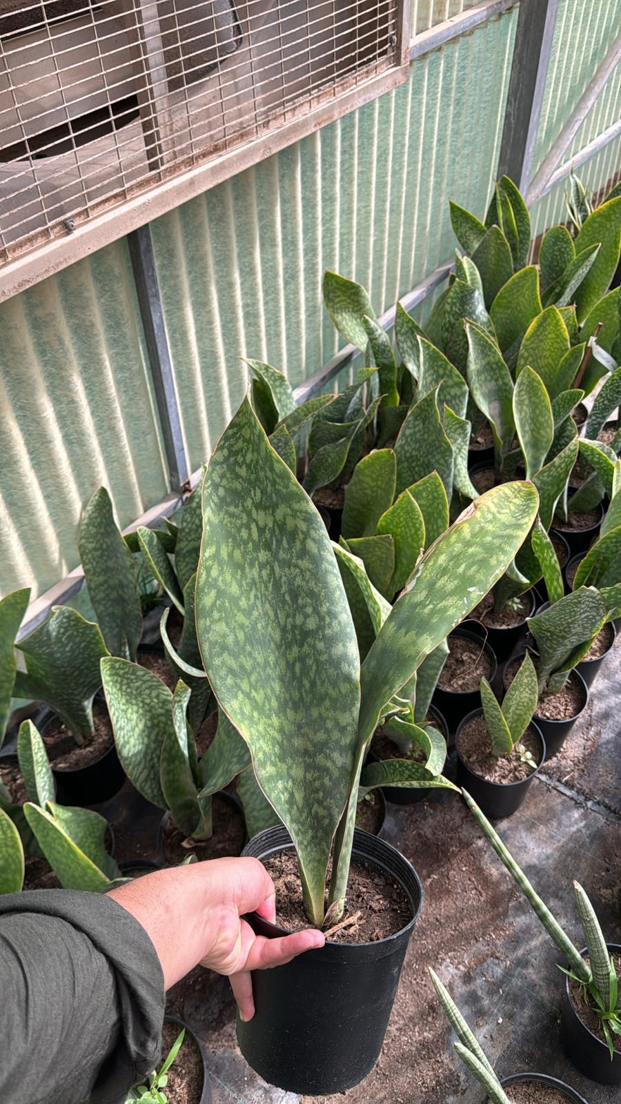 Sansevieria Whale Fin – Indoor Snake Plant | نبات داخلي