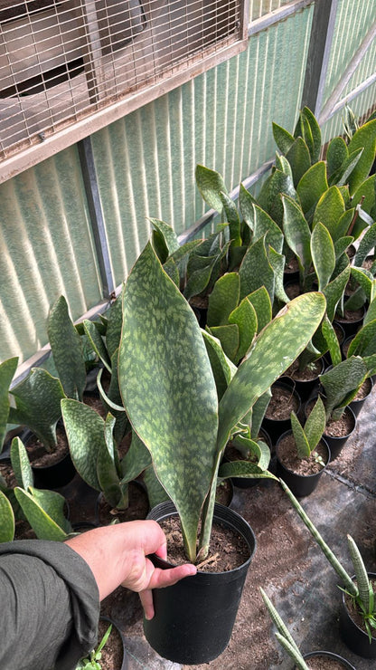 Sansevieria Whale Fin – Indoor Snake Plant | نبات داخلي