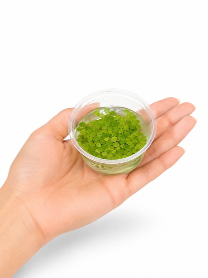 Aquarium Floating Plant Salvinia Minima