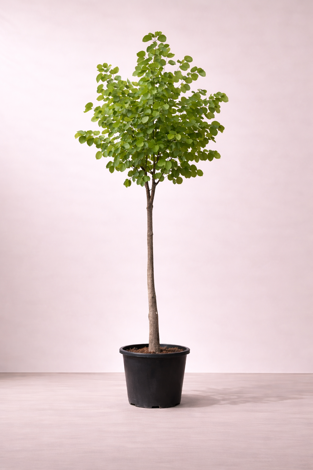 Bauhinia Blakeana...