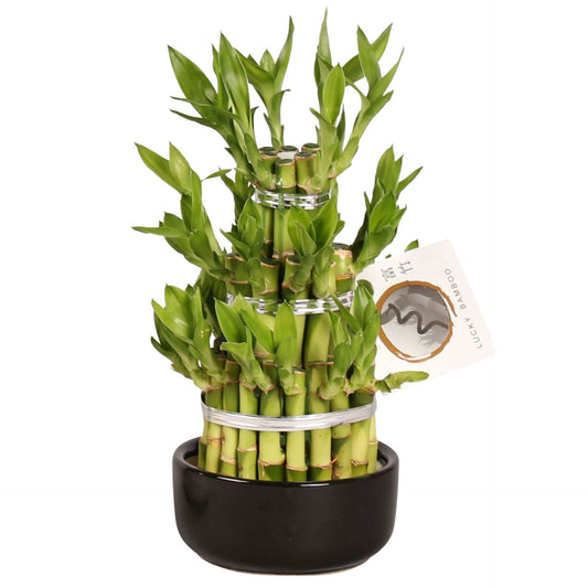 Lucky Bamboo Round 3Big in 12Cm Ceramic - Tabletop Indoor Plant - نبات داخلي - دراسينا