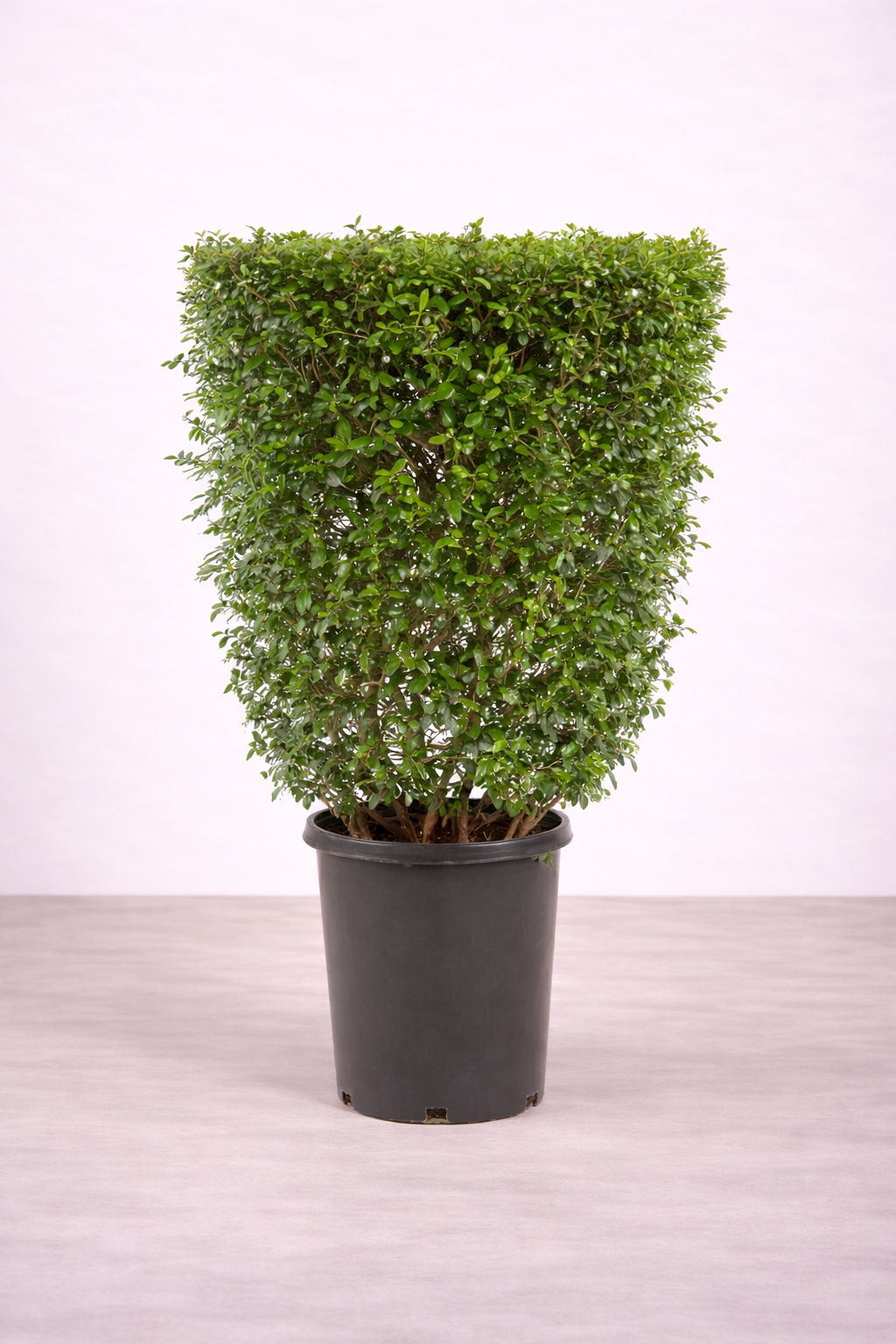 Carmona Square Shape – نبات كارمونا مربع