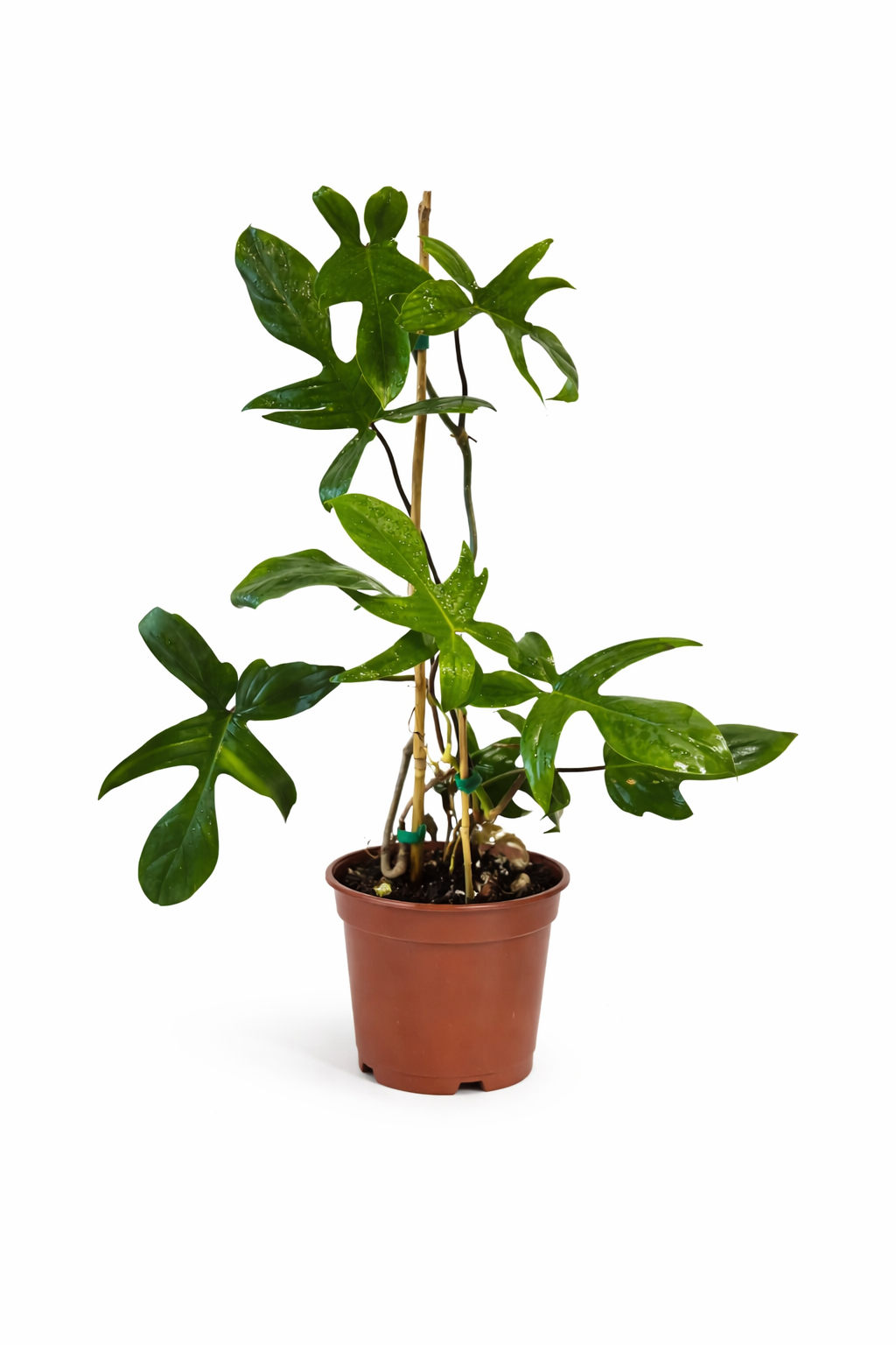 Philodendron Flor...