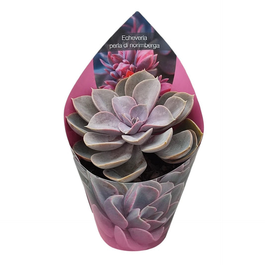 Echeveria Perle Von Nurnberg - Succulent Plant - Indoor House Plant - نبات داخلي