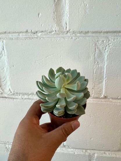 Echeveria elegans - Succulent Plant - Indoor House Plant - نبات داخلي