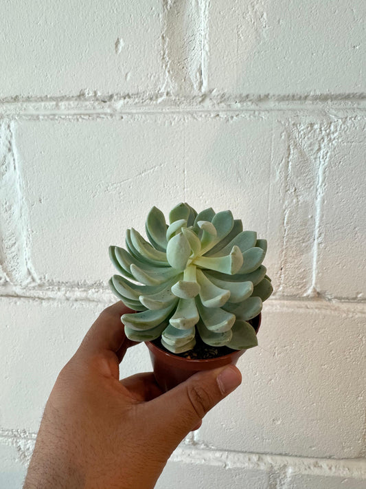 Echeveria elegans - Succulent Plant - Indoor House Plant - نبات داخلي