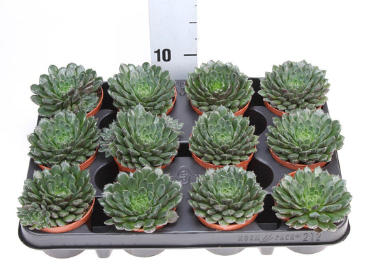 Echeveria scorpio	- Succulent Plant - Indoor House Plant - نبات داخلي