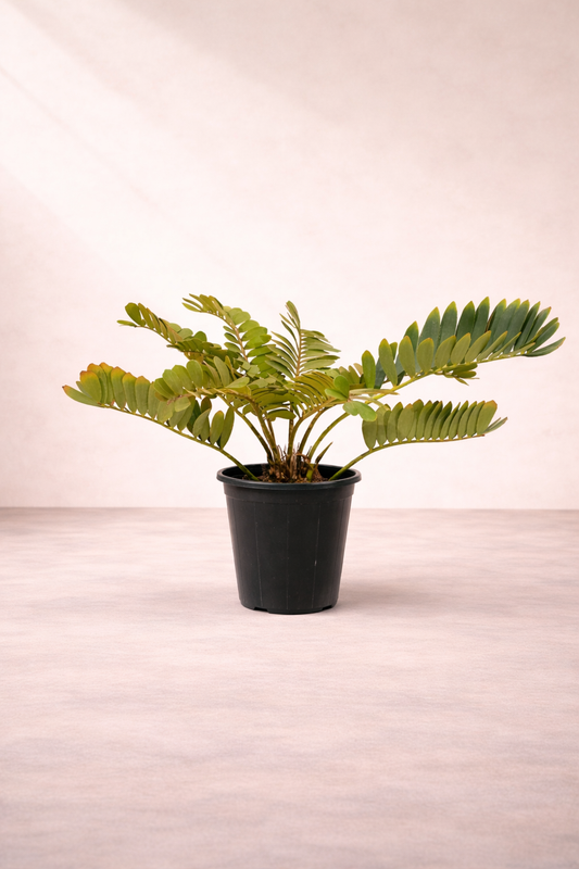 Zamia Furfuracea – زاميا