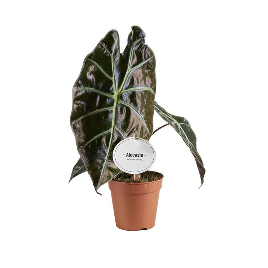 Alocasia Suhirmaniana Red Petiole - نبات داخلي