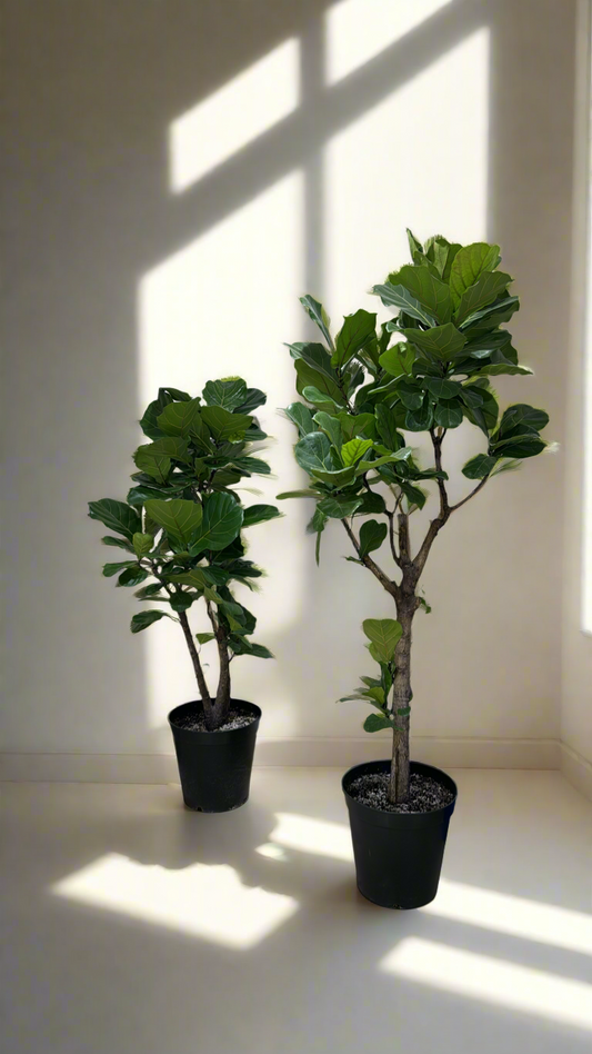 Ficus Lyrata - Fiddle Fig Leaf Plant - Indoor House Plant - نبات داخلي