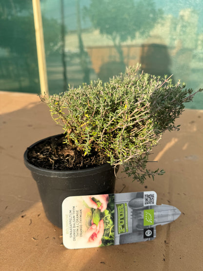 Organic Compact Orange Thyme Plant - نبات الزعتر