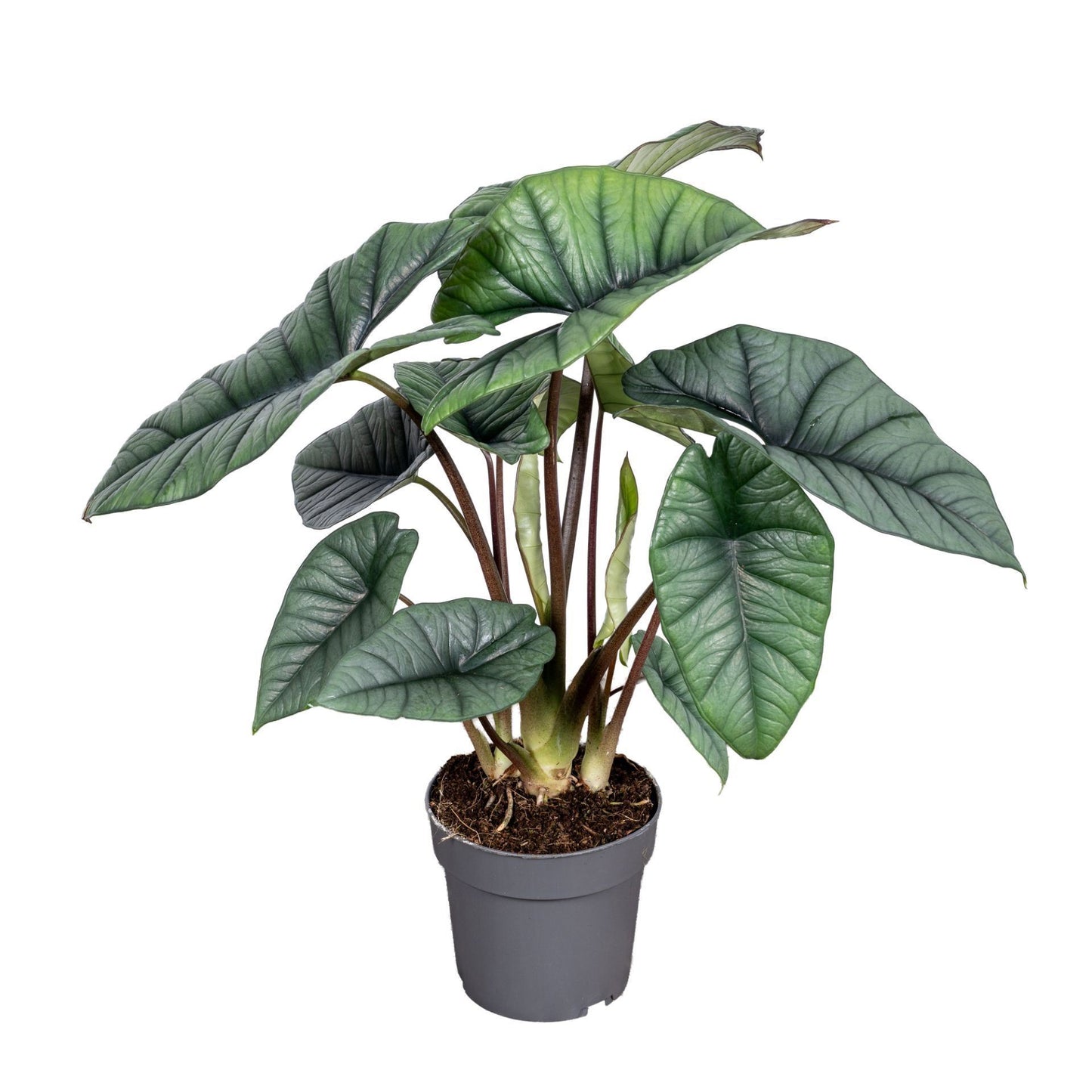 Alocasia Platinum - Rare Indoor House Plant - نبات داخلي
