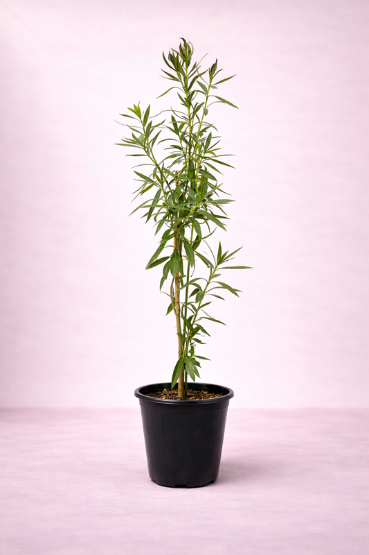 Nerium Oleander – الدفلة