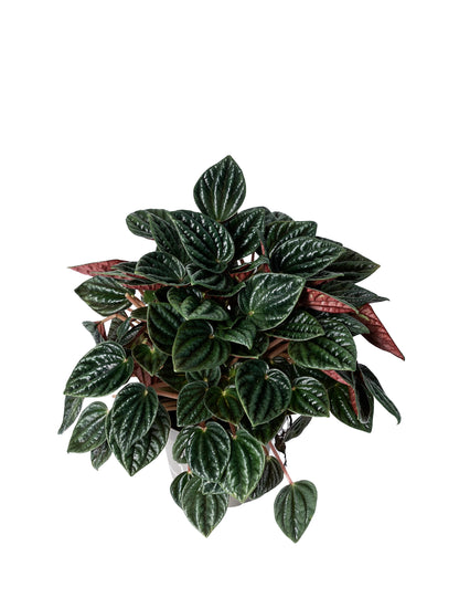 Peperomia Argyreia Amazonas showcasing its distinctive watermelon-like leaves with silver stripes, displayed in an indoor setting.