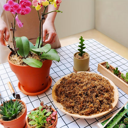 Dried Natural Sphagnum Moss
