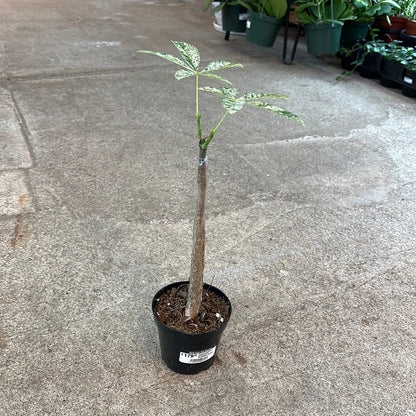 Pachira Aquatica Variegated - Money Tree - Indoor Plant - نبات داخلي