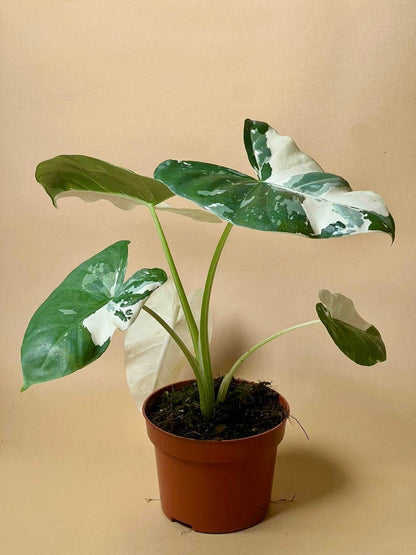 Alocasia Macorizza Variegata - Rare Indoor House Plant - نبات داخلي