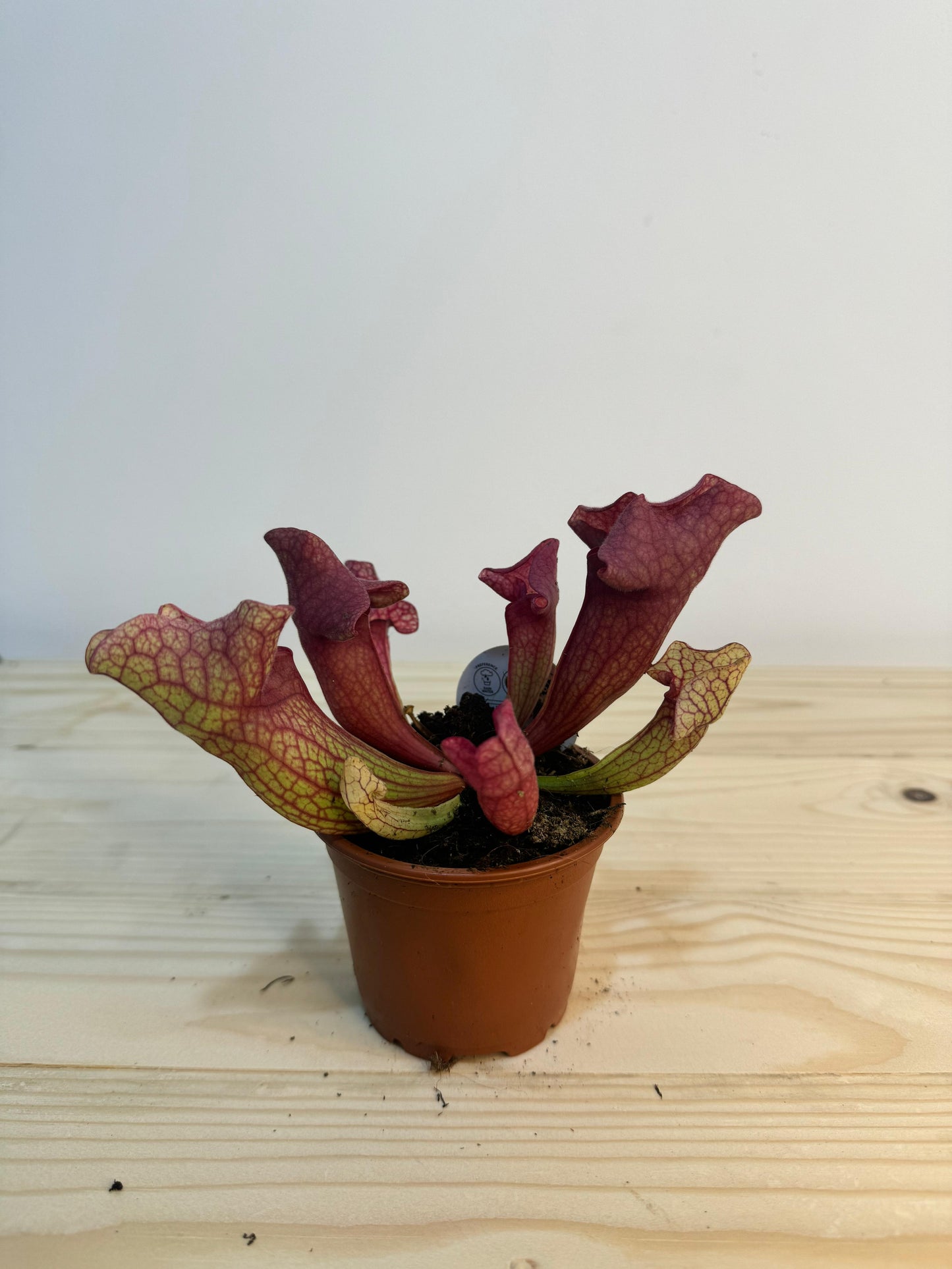 Sarracenia Plant - Insect Eating Plant - Indoor Plant