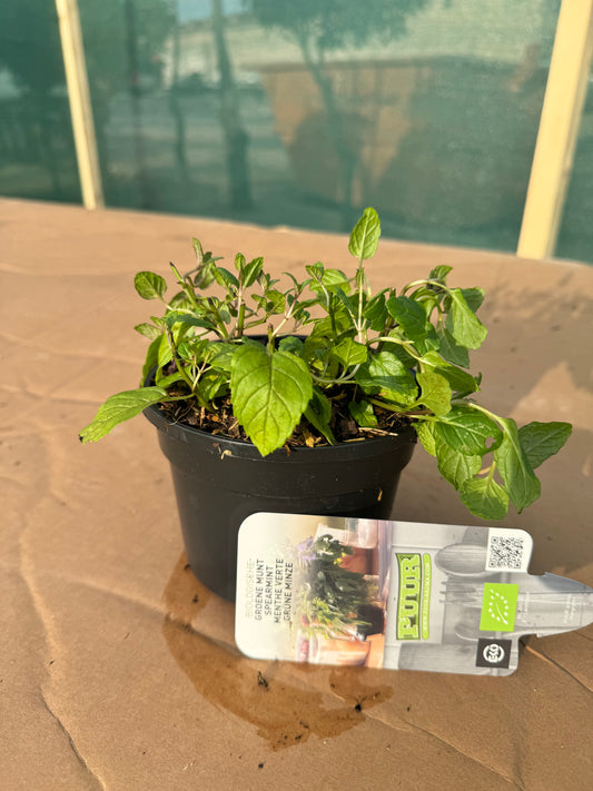 Organic Spear Mint Plant - نبات النعناع