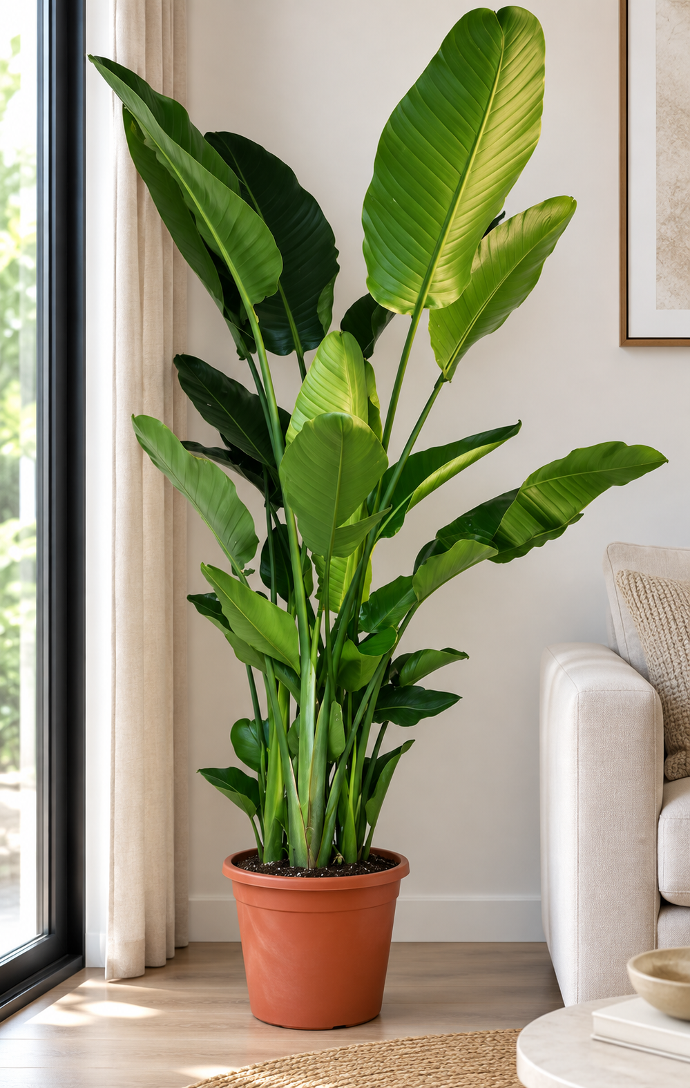 Strelitzia Nicolai - Bird of Paradise | نبتة عصفور الجنة