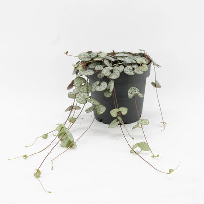 Ceropegia Woodii - String of Hearts Plant – Indoor House Plant | نبات داخلي