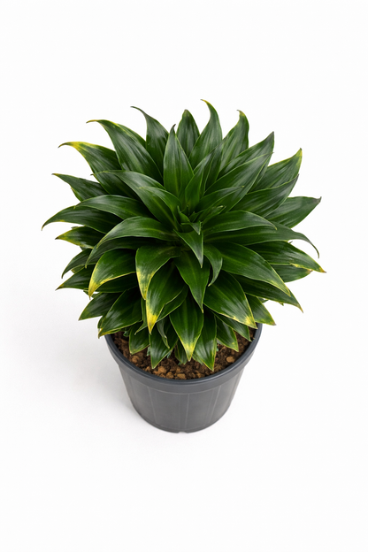 Dracaena Fragrans Compacta - Indoor House Plant - نبات داخلي
