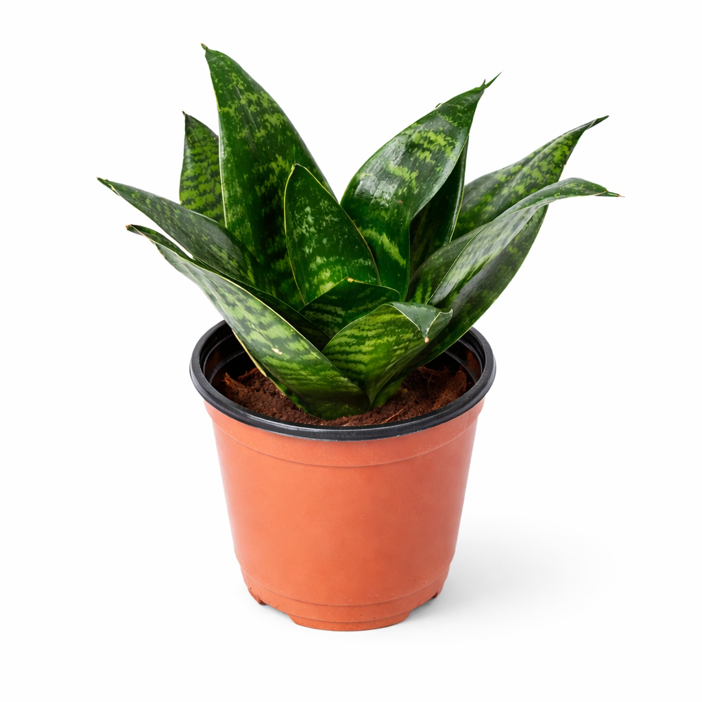 Sansevieria Hahni...