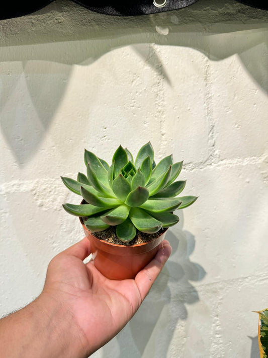 Echeveria Agavoides  - Succulent Plant - Indoor House Plant - نبات داخلي