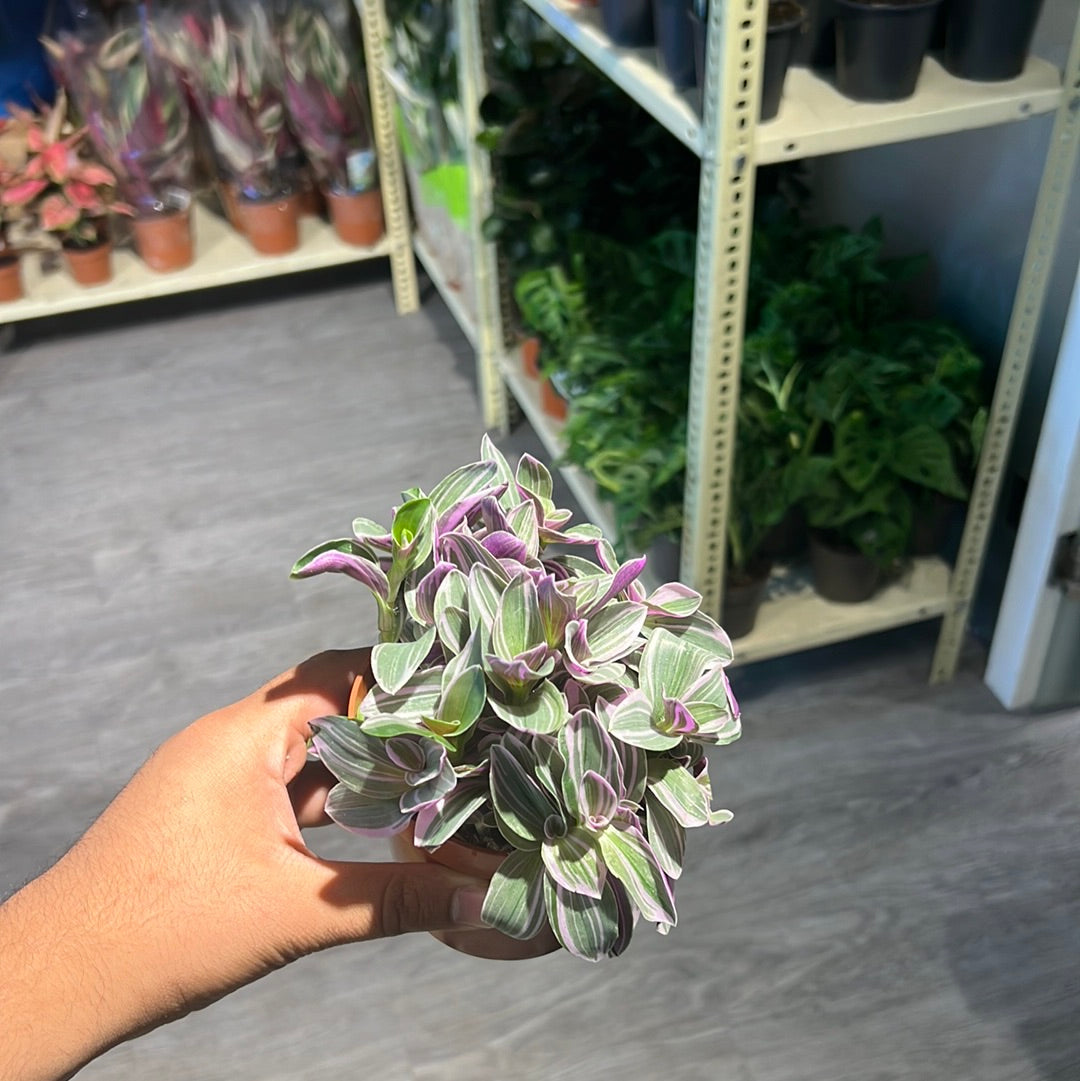 Tradescantia Cer. Sweetness - Indoor House Plant - نبات داخلي