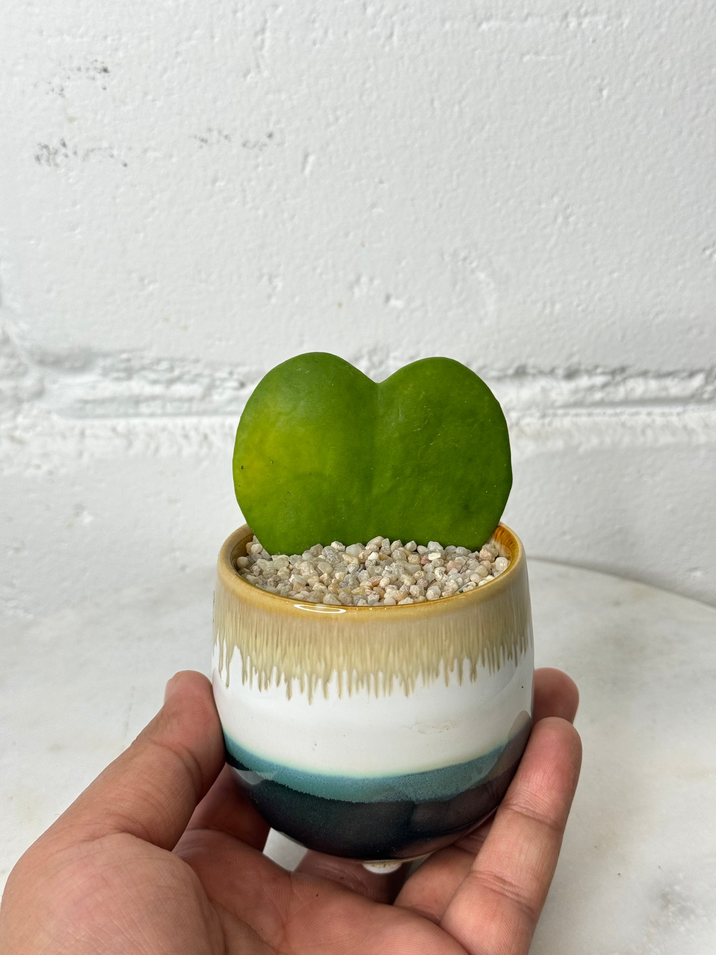 Hoya Kerrii - Heart Shape Plant - Ceramic Pot
